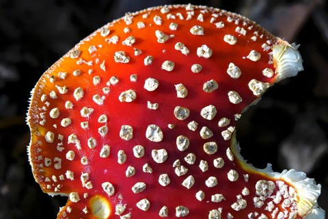 Fairytale toadstool, autumn, Germany