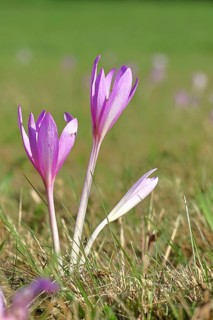 Autumn crocus (Colchicum autumnale), half-opened flowers in a meadow, endangered, protected