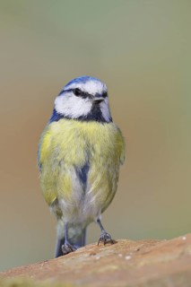Blue tit (Parus caeruleus), sitting on a stone on the forest floor, Wilnsdorf, North