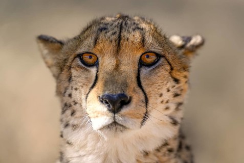 Cheetah (Acinonyx jubatus) at the Field Conservation Centre and Reserve of the Cheetah Conservation