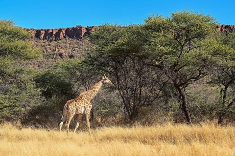 Angola giraffe (Giraffa camelopardalis angolensis) at the foot of the Waterberg, Otjozondjupa