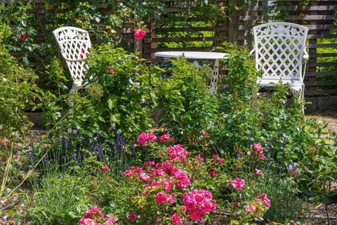 Sitting area in the garden, table and two garden chairs, framed by blooming roses, Westphalia,