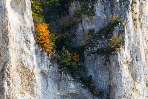 Rock face with mixed forest in autumn colours, limestone rock, autumn, Schaufelsen Donautal,