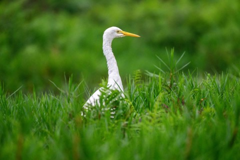 Great White Egret (Ardea alba), Mabamba Swamp, Lake Victoria, Uganda
