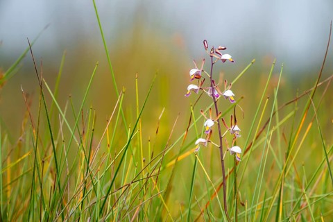 Orchid (Eulophia angolensis Rchb.f. Summerh.) in Mabamba Swamp, Lake Victoria, Uganda
