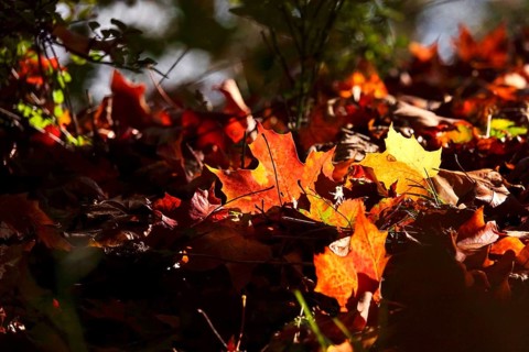 Golden October, autumn leaves, Germany