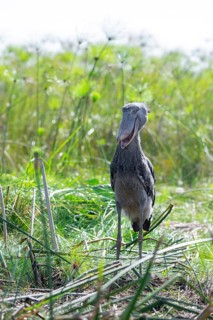 Shoebill (Balaeniceps rex) in the swamps of Mabamba between Papyrus, Lake Victoria, Uganda