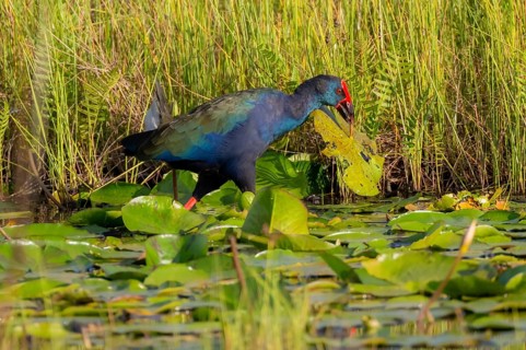 Emerald partridge (Porphyrio madagascariensis), walking on water lily pads, foraging, Mabamba