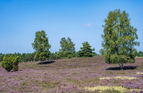 Purple flowering heath, broom heather and juniper bushes, Wilsede, Lüneburg Heath nature reserve,