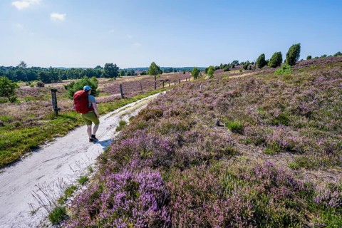 Hiker on a path through flowering heathland, heather and juniper bushes, Lüneburg Heath nature