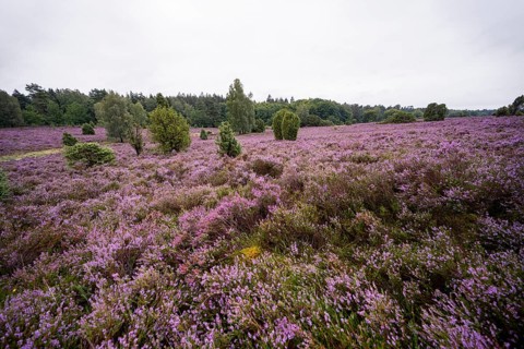 Purple flowering heath, broom heather and juniper bushes, Lüneburg Heath nature reserve, Lower
