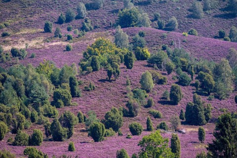 Purple flowering heath, broom heather and juniper bushes, in Totengrund, Wilsede Lüneburg Heath