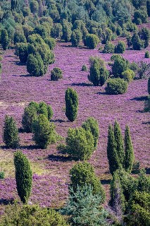 Purple flowering heath, broom heather and juniper bushes, in Totengrund, Wilsede Lüneburg Heath
