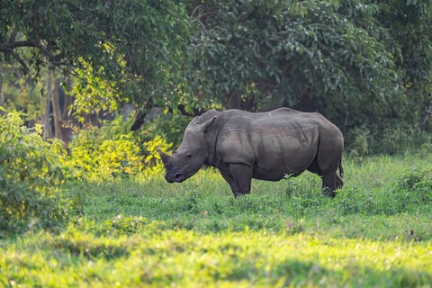 Southern white rhinoceros (Ceratotherium simum simum), Ziwa Rhino Sanctuary, Uganda