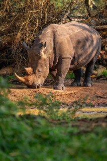 Southern white rhinoceros (Ceratotherium simum simum), Ziwa Rhino Sanctuary, Uganda