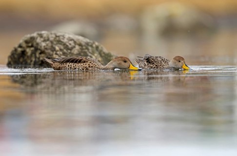 Andean duck (Anas flavirostris), Torres del Paine National Park, Patagonia, Chile, South America
