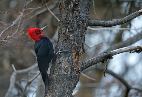 Magellanic Woodpecker (Campephilus magellanicus) male, Patagonia, South America