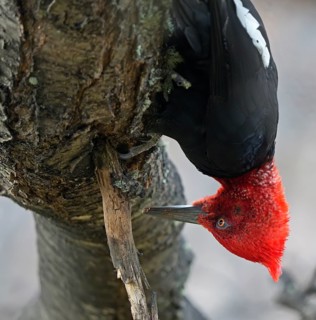 Magellanic Woodpecker (Campephilus magellanicus) male, Patagonia, South America