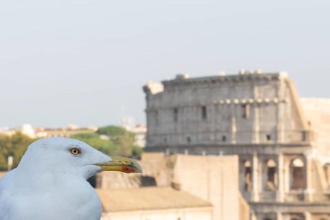 Yellow-legged gull (Larus michahellis) adult bird on an ancient city building with The Colosseum in