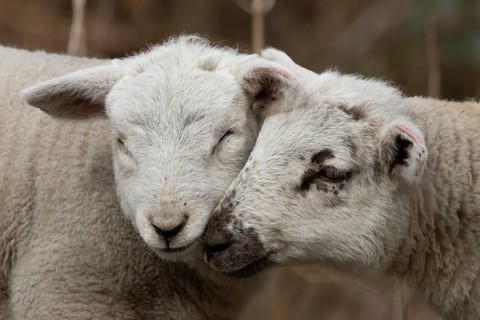 Domestic sheep (Ovis aries) two juvenile baby lambs farm animals greeting each other in spring,