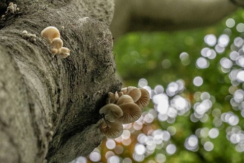 Ringed beech slime moulds (Oudemansiella mucida), Emsland, Lower Saxony, Germany