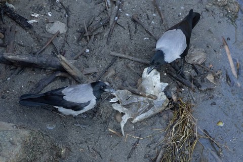 Hooded crow (Corvus cornix) two adult birds feeding on litter by a river, Rome, Italy
