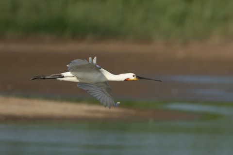Eurasian spoonbill (Platalea leucorodia) adult bird flying, England, United Kingdom
