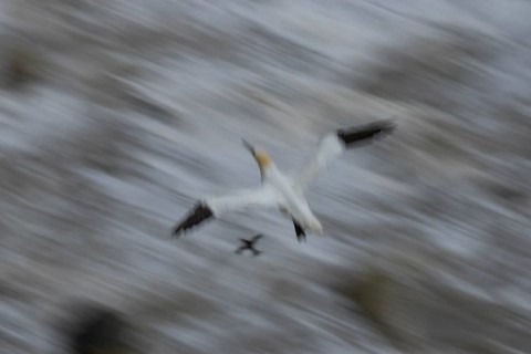 Northern gannet (Morus bassanus) adult sea bird flying - slow motion blur image, England, United