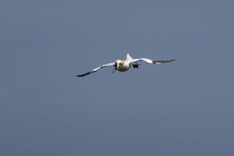 Northern gannet (Morus bassanus) adult sea bird flying with nesting material in its beak, England,