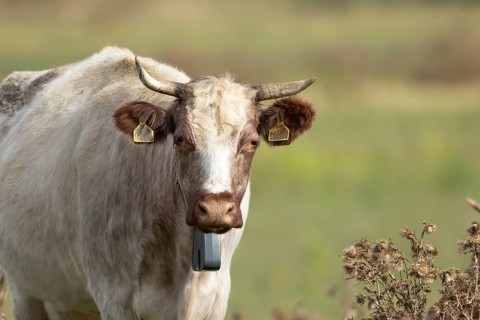 Cattle or Cow (Bos taurus) adult farm animal standing in a grass field, England, United Kingdom