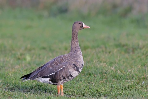 White-fronted goose (Anser albifrons), standing in a meadow in the wintering area, wildlife,