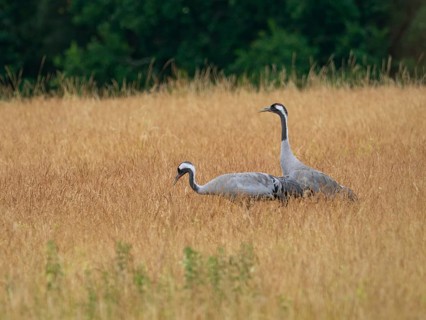 A pair of cranes looking for food, Mecklenburg-Western Pomerania, Germany