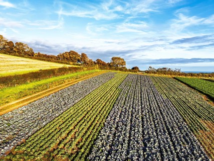 Fields and Farms at evening sun from a drone, Shaldon, Torquay, Devon, England, United Kingdom