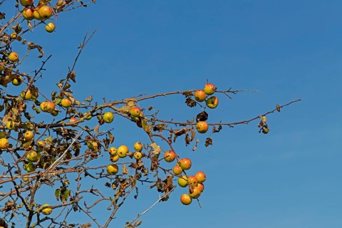 Wild apples (Malus sylvestris) on the Baltic Sea shore, Geltinger Birk nature reserve, Nieby,