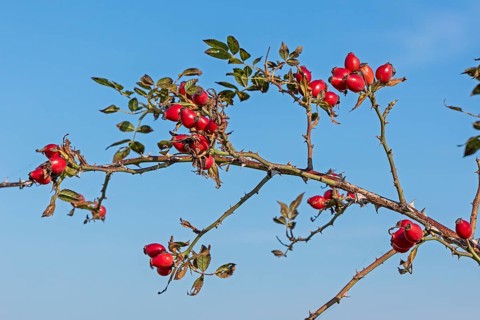 Rosehips on the Baltic Sea shore, Geltinger Birk nature reserve, Nieby, Schleswig-Holstein, Germany
