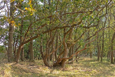 Hute forest in dry season, Geltinger Birk nature reserve, Nieby, Schleswig-Holstein, Germany