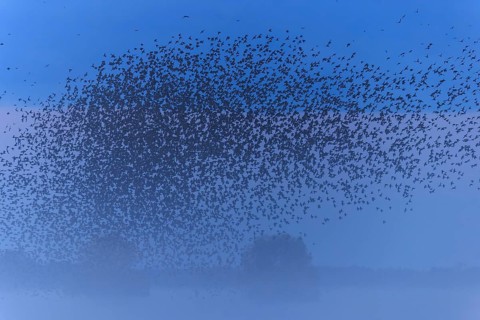 A dense flock of birds passes by in the morning mist, starling (Sturnus vulgaris), flock wildlife,