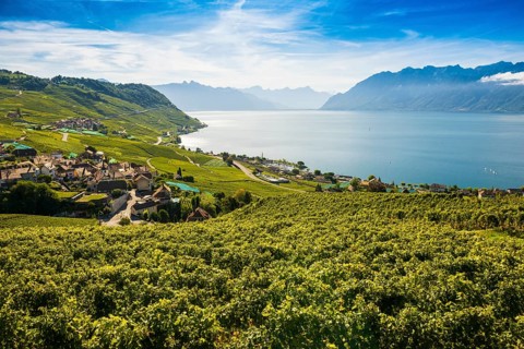 Picturesque village in the vineyards by the lake, Epesses, Lavaux, UNESCO World Heritage Site, Lake