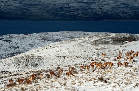 Guanacos (Llama guanicoe) in the snow, Torres del Paine National Park, Patagonia, Chile, South