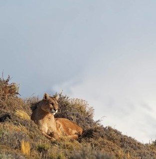 Cougar (Cougar concolor), Torres del Paine National Park, Chile, South America