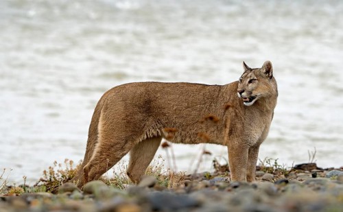Cougar (Cougar concolor), Torres del Paine National Park, Chile, South America