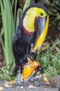Chestnut-mandibled Toucan (Ramphastos swainsonii) feeding on a smaller bird, Sarapiqui, Costa Rica,