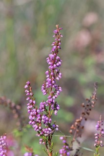Flowering heather (Calluna vulgaris), heather, Trupacher Heide nature reserve, Siegen, North