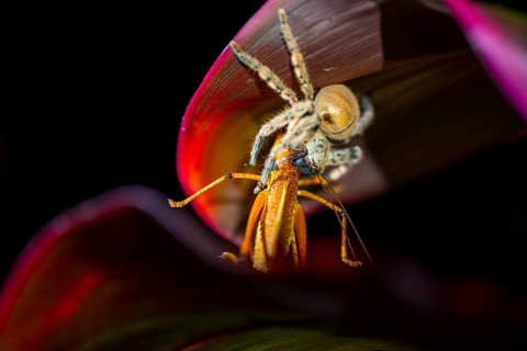 Comb spider (Ctenidae) with captured grasshopper, sitting on a leaf, at night, Puntarenas province,