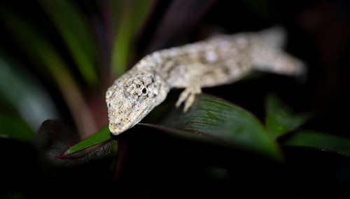 Pacific Lichen Anolis (Adolis charlesmyersi), Anolis sitting on a leaf at night, Puntarenas