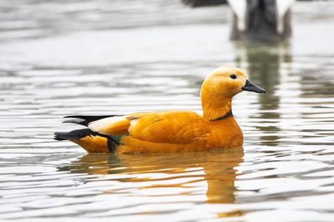 Ruddy shelduck (Tardora ferruginea) Germany