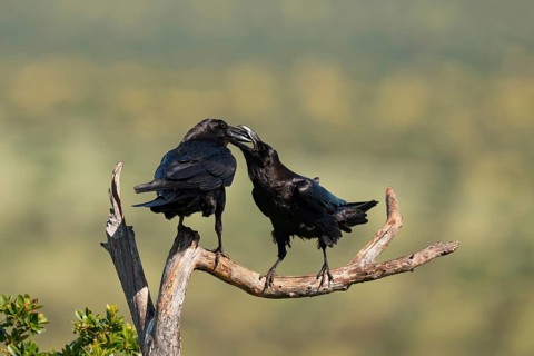 Pair of common ravens (Corvus corax) mating on a branch, Extremadura, Spain