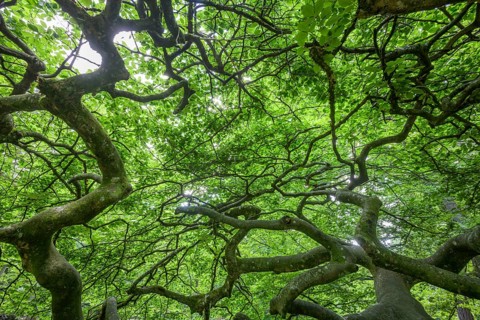 Faux de Verzy beech forest, Verzy, Marne, France