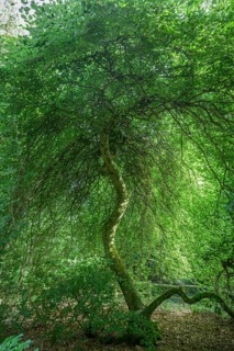 Faux de Verzy beech forest, Verzy, Marne, France