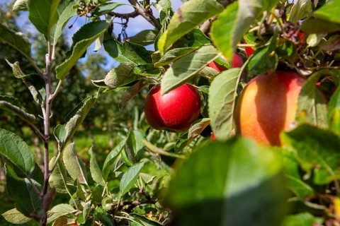 Apples ready for harvest at a fruit farm in the Palatinate
